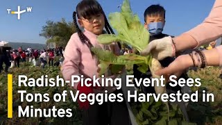 RadishPicking Event Sees Tons of Veggies Harvested in Minutes  TaiwanPlus News [upl. by Hankins607]