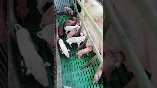 Pigs animals are eating feed in farm show pig pigeon piggy Pigs pigment PigsOfInstagram funny [upl. by Pussej825]