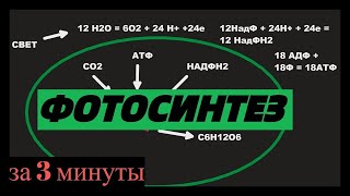 Фотосинтез самое простое и быстрое объяснение ЕГЭ [upl. by Corbett]