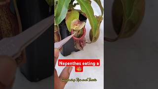 Feeding my Nepenthes a bee 🐝 nepenthesplant pitcherplants carnivorousplants nepenthes [upl. by Teryl]