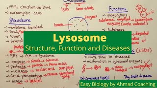 Lysosome Structure Function Diseases LSDs  Splitting Bodies  Easy Biology [upl. by Aretina]