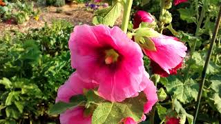 Grow TALL DoubleBloom Hollyhocks 🏵️ [upl. by Melinde122]