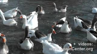 Patos Ocas y Pavos comiendo en río Júcar  spainCenterorg [upl. by Anders]