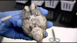 Sheep Brain Dissection Pt 1 0f 2 [upl. by Carnahan567]