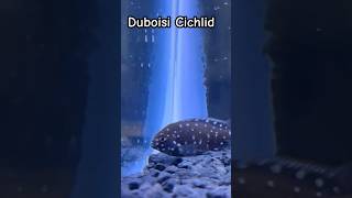 Aquarium Fishtank Beauty DUBOISI CICHLID cichlids aquariumfish fishtanktropicalfishfishhobbyist [upl. by Nahem]