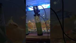 AQUARIUM FILTER  CLEAN  AQUARIUM WATER  CLEAN  shorts shalib anwar [upl. by Ardnayek]