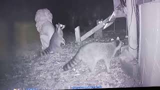 racoon deterent from automatic cat feeder [upl. by Enelrac]