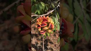 Conhece essa fruta  Pimenta  de macaco l fruta típica do cerrado shortsvideos [upl. by Vallery3]