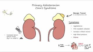 Aldosterone Mechanism of Action [upl. by Socrates]