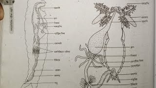 HSC Biology 2nd paper practical 2024সংক্ষিপ্ত সিলেবাসে অনুযায়ী। [upl. by Aynek]