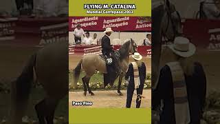 FLYING M CATALINA MUNDIAL MEDELLÍN 2003 shortsvideo pasofino horse caballosfinos [upl. by Joleen]