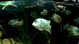 Central american cichlids feeding time [upl. by Shiverick795]