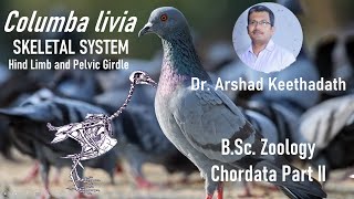 Pigeon Columba livia  Skeletal system Part 6  Hindlimb and Pelvic girdle [upl. by Sad]