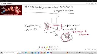 Formation of fetal membranes [upl. by Niltiac]