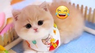 NEW FUNNY ANIMALS😘FUNNY CATS AND DOGS VIDEOS😻Catsgallery [upl. by Htaeh]