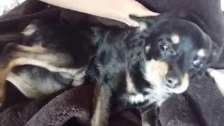 atak padaczki u psa epilepsja dog epilepsy attack epileptic [upl. by Azirb]