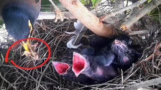 Common myna Birds bring frogs to feed their babies [upl. by Suiluj321]