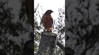 Redshouldered Hawk🐦Evening Catch redshoulderedhawk [upl. by Favien]