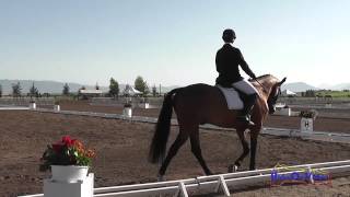 272D Jordan Beckingham on Lionheart SR Training Dressage The Event at Rebecca Farm July 2015 [upl. by Eecart]