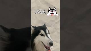 My husky is singing husky huskylovers howling fyp funny pets [upl. by Steffi]