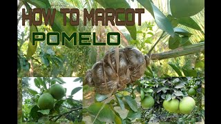 HOW TO MARCOT  AIR LAYERING POMELO [upl. by Yzmar]