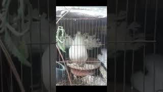 shartin lakkhakabutar lal chulli  Fancy Pigeon © short Now YouTube video [upl. by Euqnom]