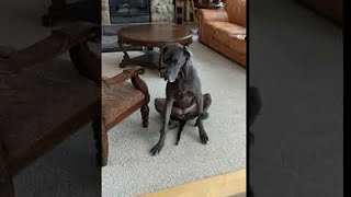 Great Dane Uses Both Legs to Scratch  ViralHog [upl. by Paterson]