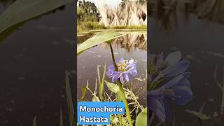 Monochoria HastataAmazing World Views [upl. by Ciel]