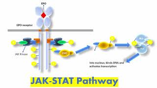 JAK STAT Signaling Pathway  Janus Kinase STAT Pathway Simple Explanation [upl. by Anoo]