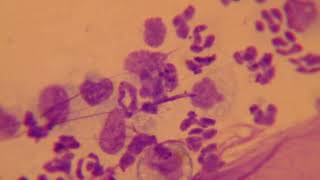 Skin Cytology in Dogs [upl. by Rimas]