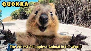 Quokka Meet the Happiest Animal in the World  Cutest Animal in Australia  A Smiling Marsupial [upl. by Kall]