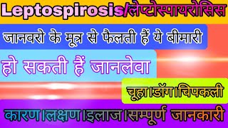 Leptospirosis । लेप्टोस्पायरोसिस। हिंदी मे। कारण। लक्षण। इलाज। treatment Rusemedico [upl. by Leikeze]