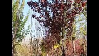 Krauter Plum Trees in Pots For Sale [upl. by Ettevy513]