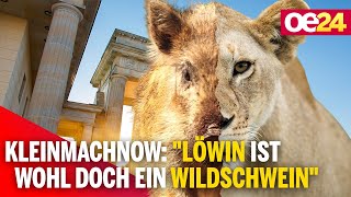 Kleinmachnow quotLöwin ist wohl doch ein Wildschweinquot [upl. by Fredra]