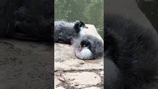 Baby coots hiccupping wildlife birds coots waterbirds hiccups [upl. by Sletten843]