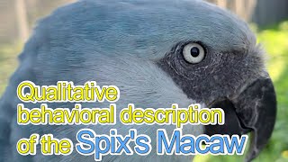 Qualitative description of the submission and agonistic behavior of the Spix’s Macaw 日本語字幕付き [upl. by Natsirt167]