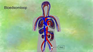 Je bloedsomloop  grote en kleine bloedsomloop [upl. by Euv498]