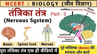 Types of brain Part 3 structure of brainmid brainThalamusHypothalamuscerebrumNcertby Khushi mam [upl. by Siouxie]