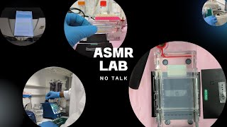 Cómo hacer una electroforesis en gel de agarosa para ADN  LAB ASMR [upl. by Cianca]