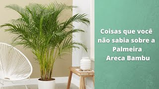 Coisas que você não sabia sobre a Palmeira Areca Bambu [upl. by Amaral]