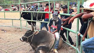 jaripeo ixcuinatoyac 2024 fiesta de san miguel arcángel [upl. by Louis305]