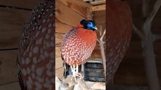 Bażant tragopan tyminek samiec i samica aviary aviarylife tragopan temminckii pheasant cute [upl. by Hgielhsa]