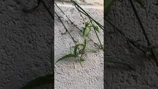 Spider plant plantlets [upl. by Ardnahsal]