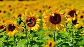 Life Cycle of a Sunflower [upl. by Laws]