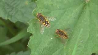 Hoverflies Parhelophilus sp courtship behaviour [upl. by Dnomse]