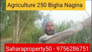 Agriculture 250 Bigha Sale saharaproperties50 shorts short shortvideo subscribe trending [upl. by Eelyr]