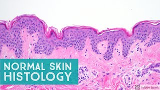 Normal Skin Histology  Explained by a Dermatopathologist [upl. by Anihc]