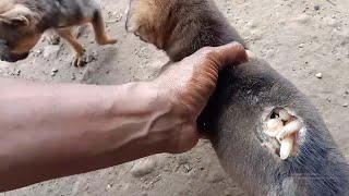 Mangoworm Removal From Dog Remove Mangoworm On Dog  video mangoworm 2021 [upl. by Leontina230]