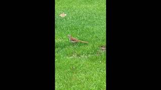 Brown Thrasher hopping around the yard 5312023 [upl. by Rosemaria287]