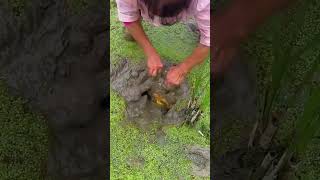 The process of digging soft shelled turtle from fish ponds [upl. by Adolph950]